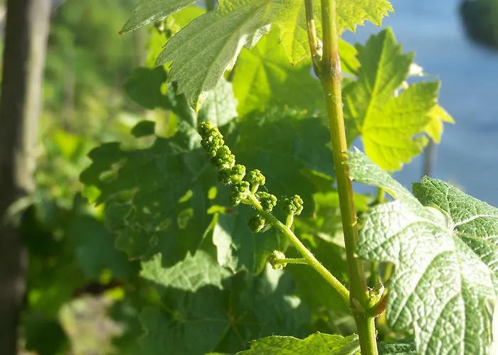 酒店 弗里茨酒店 瓦尔维熙